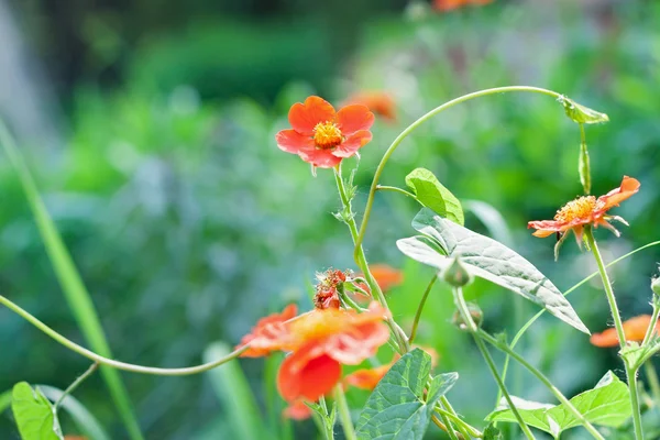 Spring flowers background — Stock Photo, Image