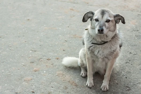 O cão desabrigado solitário triste que espera Fotos De Bancos De Imagens