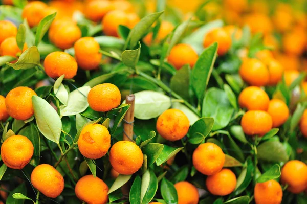 Oranges sur arbre — Photo