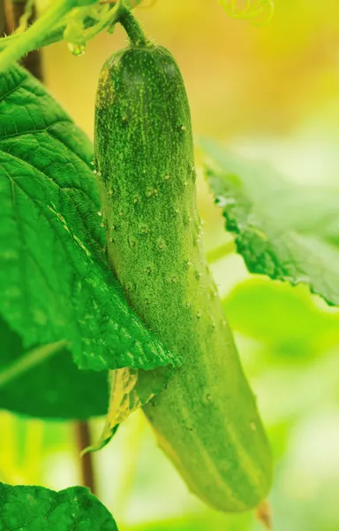 Cucumber grow — Stock Photo, Image
