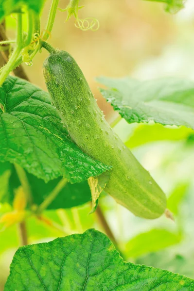 Cucumber grow — Stock Photo, Image