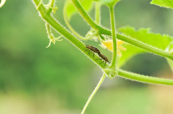 Cucumber grow — Stock Photo, Image