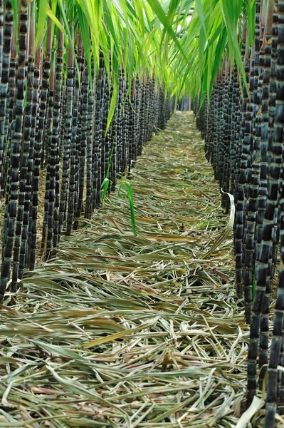 Rośliny trzciny cukrowej w dziedzinie — Zdjęcie stockowe