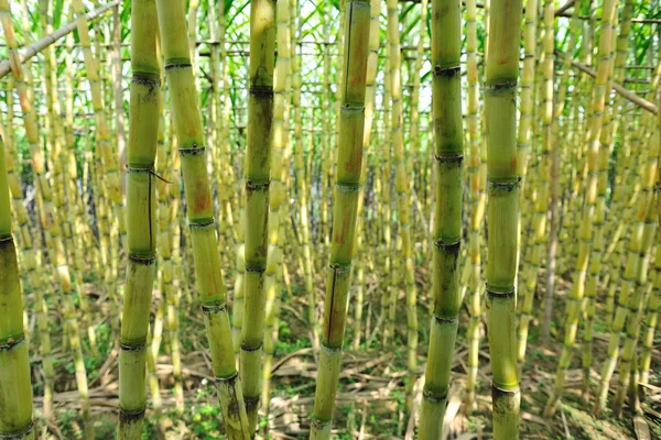 Plantas de caña de azúcar en el campo — Foto de Stock