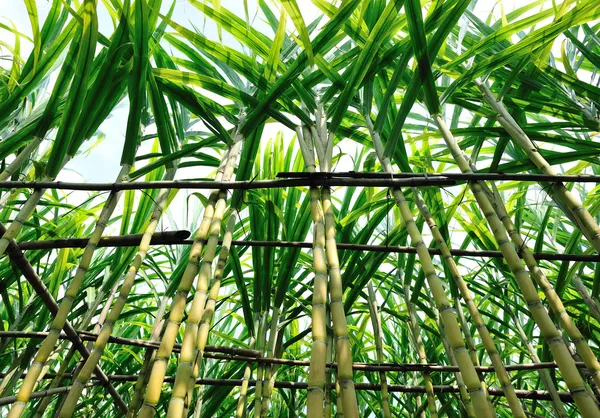 Sockerrör växter på fältet — Stockfoto