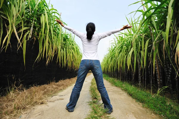 Back of woman in sugarcane field — Stock Photo, Image