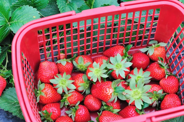 无籽草莓水果 — 图库照片