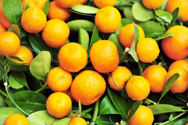 Le arance crescono su albero — Foto Stock