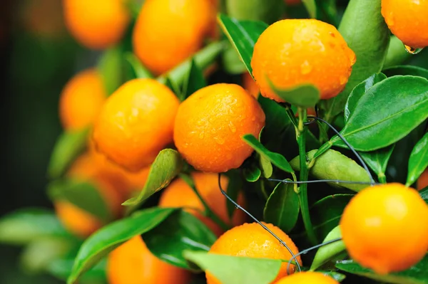 Narancs nő a fa — Stock Fotó