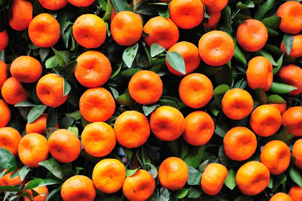 Naranjas crecen en el árbol — Foto de Stock