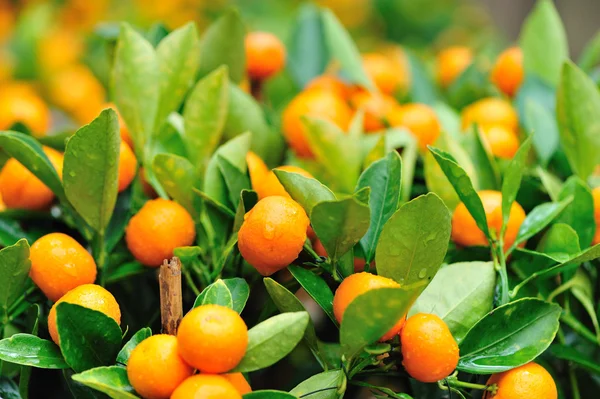 Oranges grow on tree — Stock Photo, Image