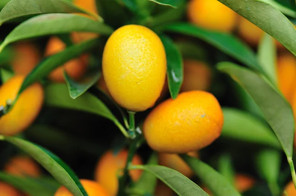 Pomeranče rostou na stromě — Stock fotografie