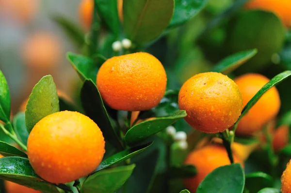 Oranges grow on tree — Stock Photo, Image