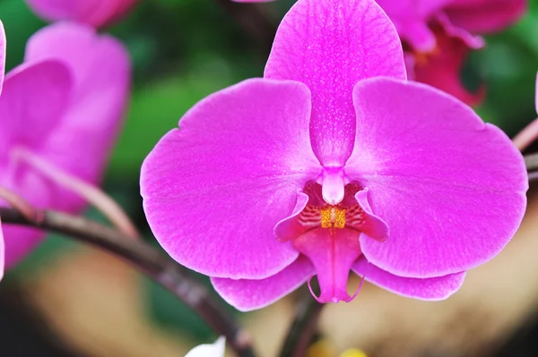 Orchidea della falena — Foto Stock