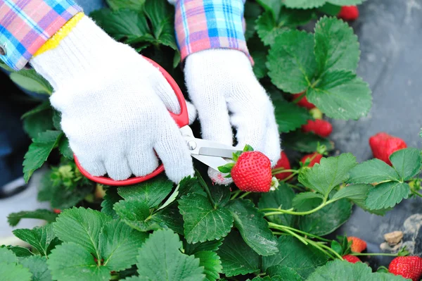 Récolte fraise dans le champ — Photo