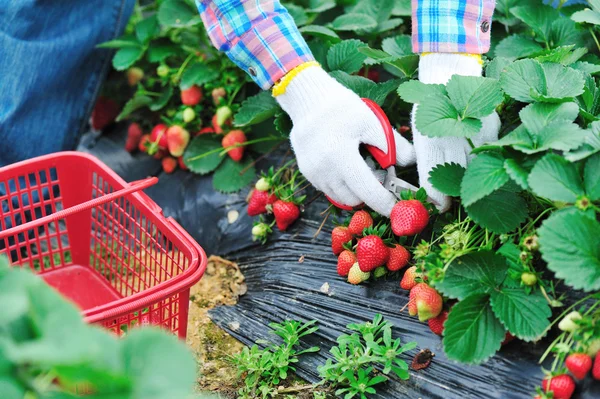 Récolte fraise — Photo