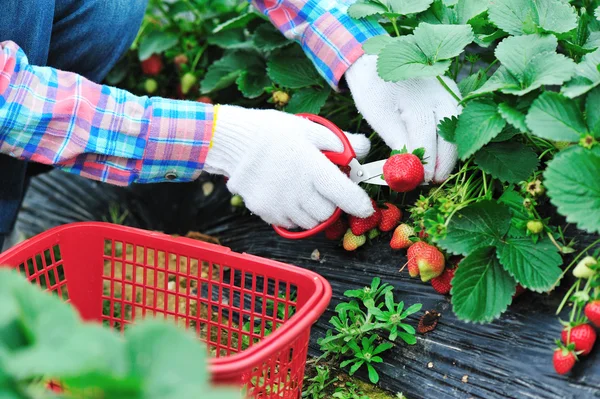 収穫のイチゴ — ストック写真
