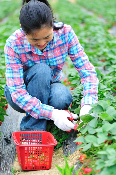 Vrouw havest aardbei vruchten — Stockfoto