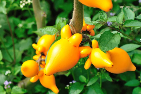 Solanum mammosum on plant — Stock Photo, Image