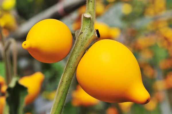 Solanum mammosum на растении — стоковое фото