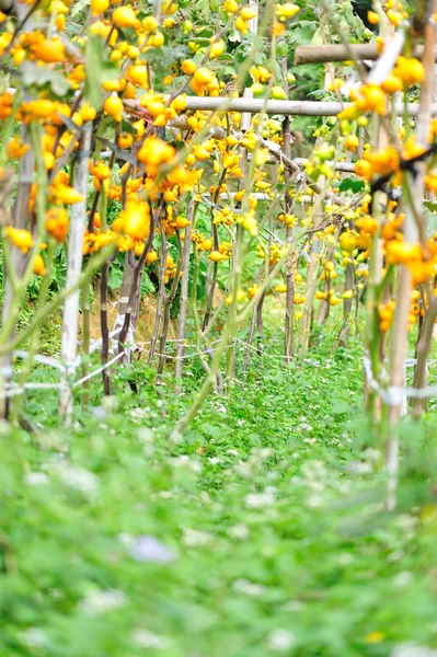 Solanum mammosum over gewasbeschermingsmiddelen waarvoor krachtens — Stockfoto