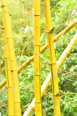 Sarı bambu ağacı