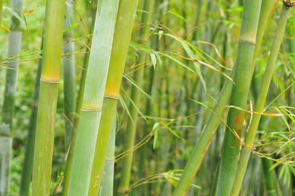Bambu ağacı — Stok fotoğraf