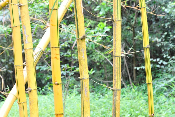 黄色竹树 — 图库照片