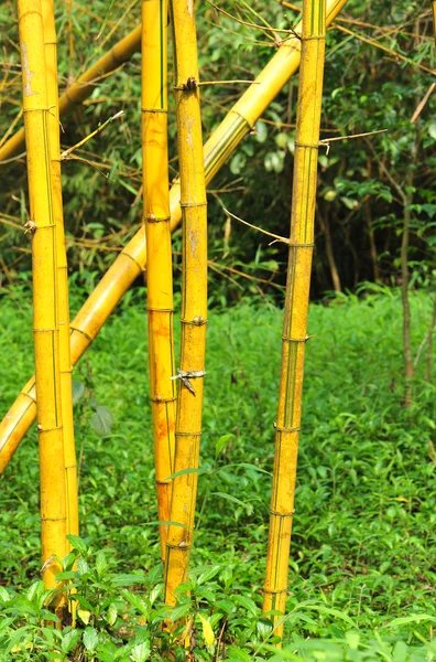 Yellow bamboo tree — Stock Photo, Image