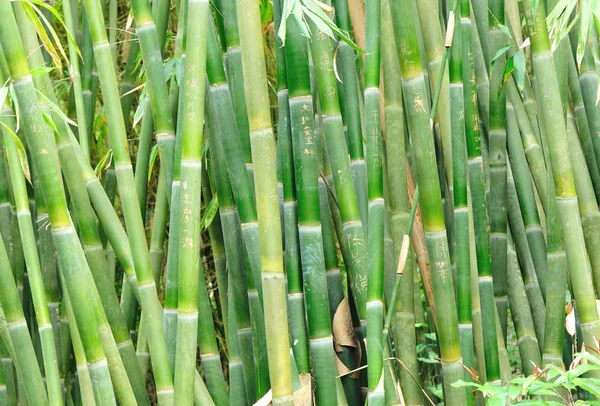 Árbol de bambú — Foto de Stock