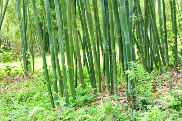 Bambu träd — Stockfoto