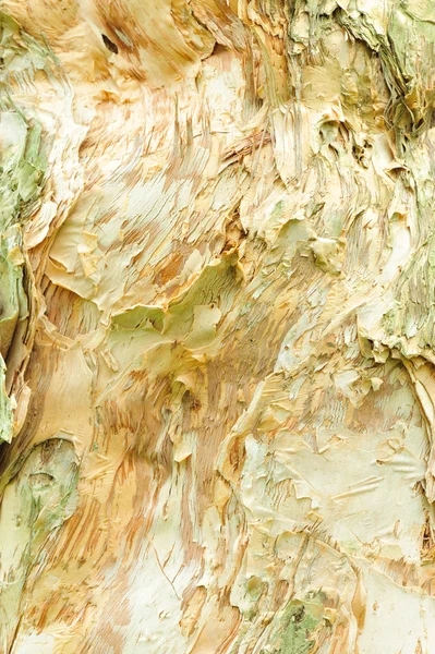 Carta corteccia struttura dell'albero — Foto Stock
