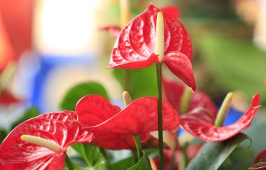 Kırmızı antoryum çiçeği Botanik Bahçesi