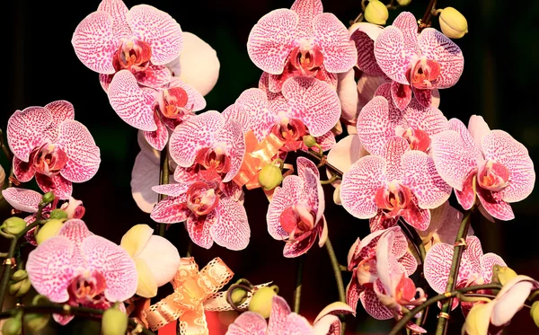 Orquídea bonita — Fotografia de Stock