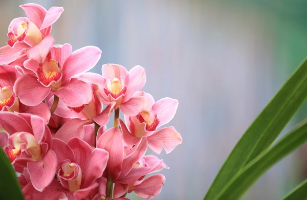 Pink cymbidium — Stock Photo, Image