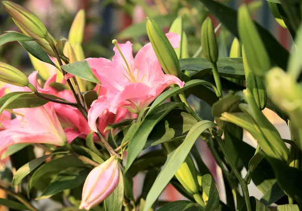 Lilia kolorowe kwiaty — Zdjęcie stockowe