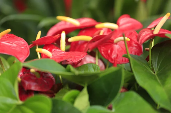 Flor de antúrio vermelho no jardim botânico — Fotografia de Stock