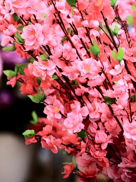 Fałszywe brzoskwiniowy kwiat — Zdjęcie stockowe