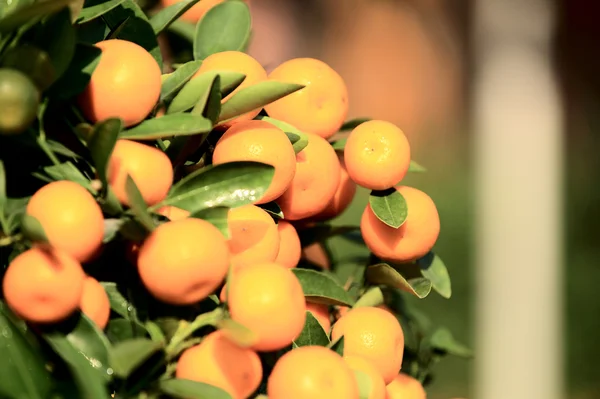 Mandarín pomeranče rostou na stromě — Stock fotografie