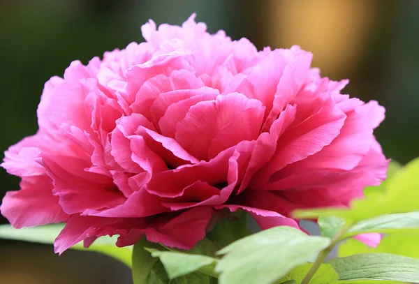 Close up red peony — Stock Photo, Image