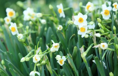 Narcissus flowers clipart