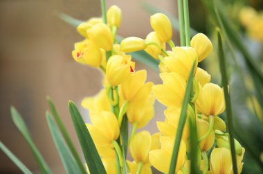 Sarı cymbidium