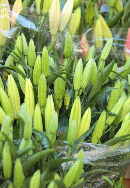 Lily tomurcukları — Stok fotoğraf