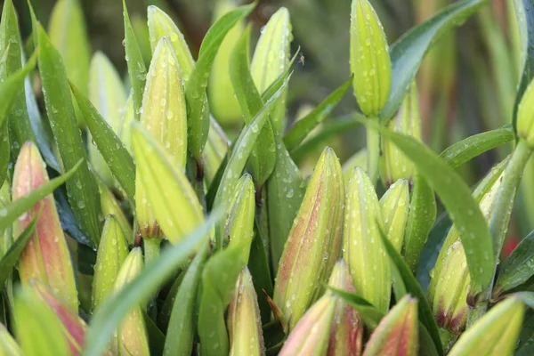 Lily buds with dew — Stock Photo, Image