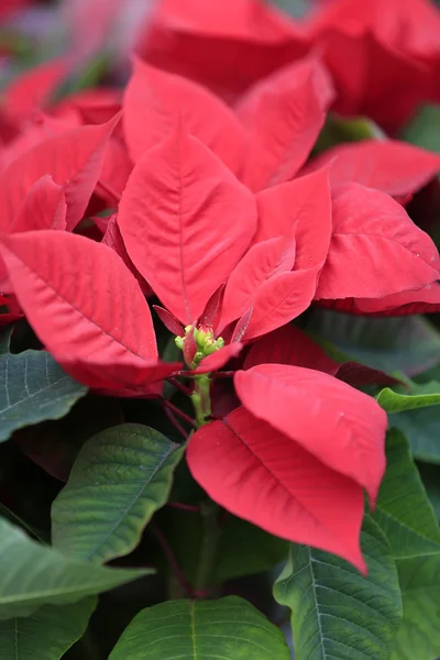 Euphorbia pulcherrima —  Fotos de Stock