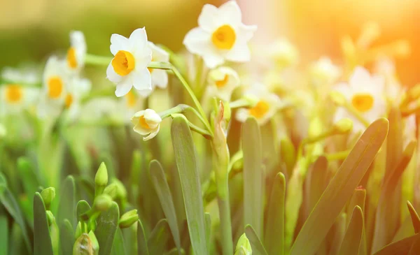 Narzissenfeld an sonnigem Tag — Stockfoto