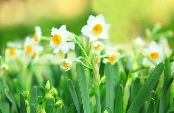 Květiny Narcis — Stock fotografie