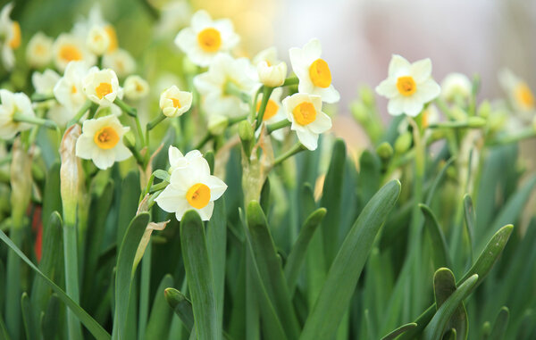 Narcissus flowers