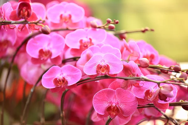 Phalaenopsis — Fotografia de Stock