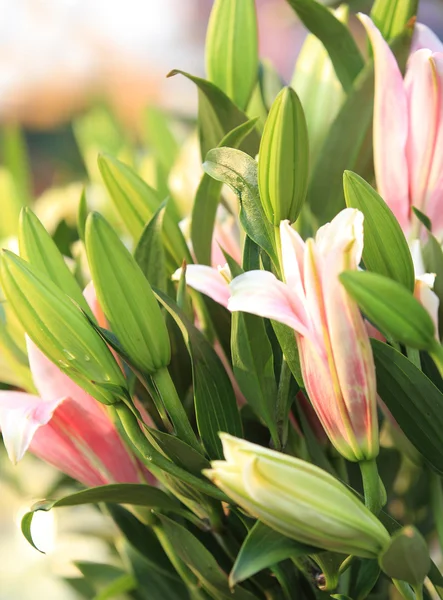 Lily blommor — Stockfoto